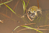 Green toad (Bufo viridis) amplexus, Barrois quarry, Freyming Mehrlebach, Lorraine, France