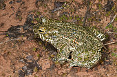 Green toad (Bufo viridis) on bank, Barrois quarry, Freyming Mehrlebach, Lorraine, France