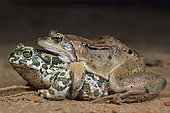 Green toad (Bufo viridis) hybrid mating with a Red Frog (Rana temporaria), Grand Est, France