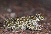 Green toad (Bufo viridis), Dorviller, Lorraine, France