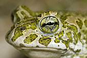 Green toad (Bufo viridis) portrait, Dorviller, Lorraine, France