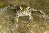 Green toad (Bufo viridis) in water, Dorviller, Lorraine, France