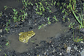 Green toad (Bufo viridis) in a Coal slag heap puddle, Lorraine, France
