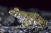 Green toad (Bufo viridis) in a slag heap, Lorraine, France