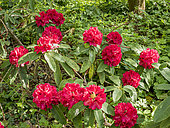 Rhododendron 'Wilgen's Ruby' in bloom