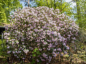 Rhododendron williamsianum 'Bow Bells' in bloom