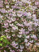 Rhododendron williamsianum 'Bow Bells' in bloom