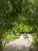 Bamboo alley, Ecole du Breuil, Paris, France