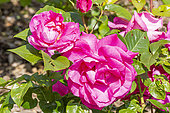 Rosa 'Manou Meilland', flowers