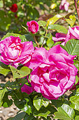Rosa 'Manou Meilland', flowers