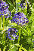 Peruvian lily, Scilla peruviana ‘Caribbean Jewels Sapphire Blue’, flowers