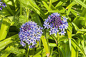 Peruvian lily, Scilla peruviana ‘Caribbean Jewels Sapphire Blue’, flowers