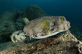White spotted puffer (Arothron hispidus) Male puffer bites and hold onto female like this as part of their mating activities. Los Islotes, Espiritu Santo Island, La Paz Sea of Cortez, Baja California, Mexico, East Pacific Ocean