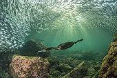 Cormoran de Brandt (Phalacrocorax penicillatus) se nourrissant d'un banc de poisson appât composée de sardines, Los Islotes, île Espiritu Santo, La Paz Mer de Cortez, Basse Californie, Mexique, Océan Pacifique Est