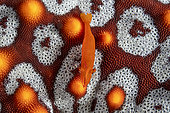 Commensal shrimp (Zenopontonia soror) on a Panamic cushion sea star (Pentaceraster cumingi) Los Islotes, Espiritu Santo Island, La Paz Sea of Cortez, Baja California, Mexico, East Pacific Ocean