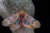 Lantern fly (Scamandra thetis), Palopo, Punkak Mt, Sulawesi, Indonesia