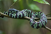 Broad Banded Pit Viper (Tropidolaemus laticinctus), female on a branch, Sulawesi