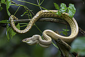 Serpent ratier de Jansen (Gonyosoma jansenii) sur une branche, Sulawesi