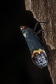 Lantern fly (Penthicodes farinosa aeruginea), Tangkoko, Sulawesi