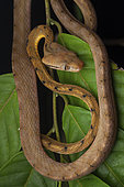Brown tree snake (Boiga irregularis) portrait, Sulawesi