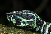 Broad Banded Pit Viper (Tropidolaemus laticinctus), female, Sulawesi