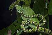 Broad Banded Pit Viper (Tropidolaemus laticinctus), male, Sulawesi