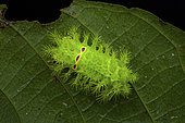 Slug moth (Limacodidae sp) caterpillar ona leaf, N. Sulawesi