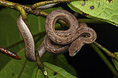 Common mock viper (Psammodynastes pulverulentus), Sulawesi