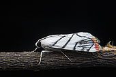 Moth (Dichogama innocua), Union island, Saint Vincent and the Grenadines