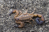 Scorpion (Tityus smithii), Union island, Saint Vincent and the Grenadines