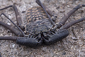 Whip Spider (Phrynus goesii), Union island, Saint Vincent and the Grenadines