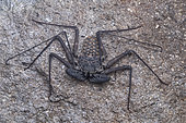 Whip Spider (Phrynus goesii) on rock, Union island, Saint Vincent and the Grenadines