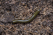 Yellow-banded millipede (Anadenobolus monilicornis), Union island, Saint Vincent and the Grenadines