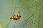 Chrysso Spider (Chrysso albomaculata) on a leaf, Union island, Saint Vincent and the Grenadines