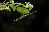 Stick insect (Thesprotiella insularis) male on a twig, Union island, Saint Vincent and the Grenadines