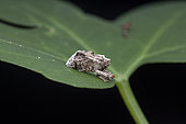 Hidden snout weevil (Lembodes sp) on a leaf, Union island, Saint Vincent and the Grenadines