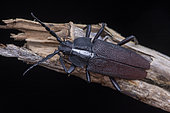 Longhorn beetle (Solenoptera canaliculata) on wood, Union island, Saint Vincent and the Grenadines