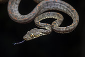 Grenada tree boa (Corallus grenadensis), Union island, Saint Vincent and the Grenadines