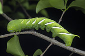 Rustic sphinx (Manduca rustica) caterpillar, Union island, Saint Vincent and the Grenadines