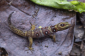 Grenadines Clawed Gecko (Gonatodes daudini) on leaf, Union island, Saint Vincent and the Grenadines