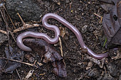 Grenada worm snake (Amerotyphlops tasymicris), Union island, Saint Vincent and the Grenadines