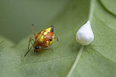 Chrysso Spider (Chrysso albomaculata) and cocoon on a leaf, Union island, Saint Vincent and the Grenadines