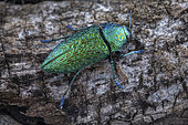 Eyed Jewel Beetles (Lampetis guildini), Union island, Saint Vincent and the Grenadines