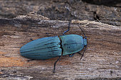 Click beetle (Chalcolepidius cf. porcatus), Union island, Saint Vincent and the Grenadines