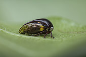 Treehopper (Monobelus biguttatus) sur une feuille, Union island, Saint Vincent and the Grenadines