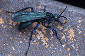 Spider hunting wasp (Pepsini sp), Union island, Saint Vincent and the Grenadines