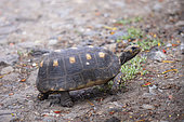 Red-footed tortoise (Chelonoidis carbonaria), Union island, Saint Vincent and the Grenadines