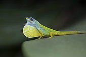 Saint Vincent bush anole (Anolis trinitatis) male on a leaf, Kingstown, Saint-Vincent, Saint Vincent and the Grenadines