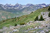 Globe daisy (Globularia nudicaulis) in bloom in the Tena Valley. Aragonese Pyrenees. Spain