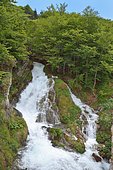 Waterfall in spring in the Ossau valley, Pyrenees National Park, Pyrénées Atlantiques, France
